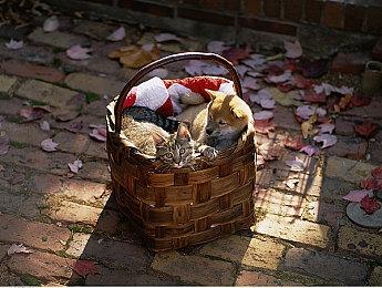 《蹦蹦小囤鼠》登陆Steam 休闲松鼠公园冒险